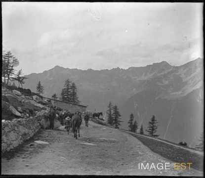 Convoi de mulets sur un chemin (Chamonix-Mont-Blanc)